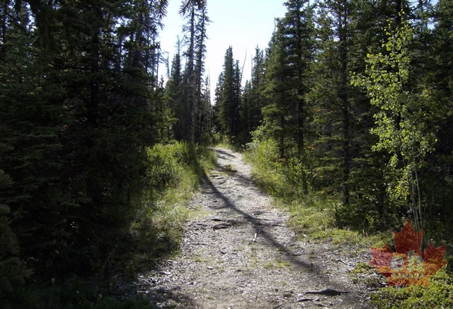 Forest Trail