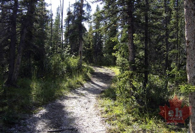 Forest Trail
