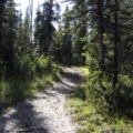 Forest Trail
