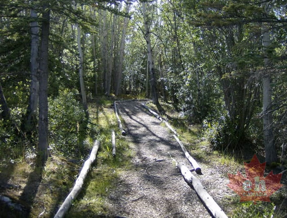 Forest Hiking