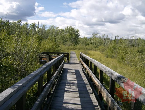 Wetland Marsh