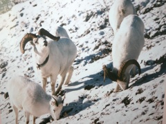 dall-sheep 002.jpg