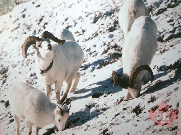 Dall Sheep
