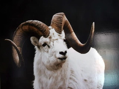 Dall Sheep