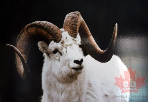 Dall Sheep