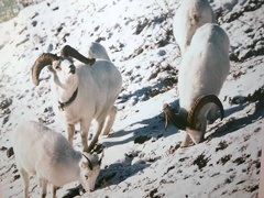 Dall Sheep