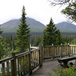 Spruce Beetle Trail