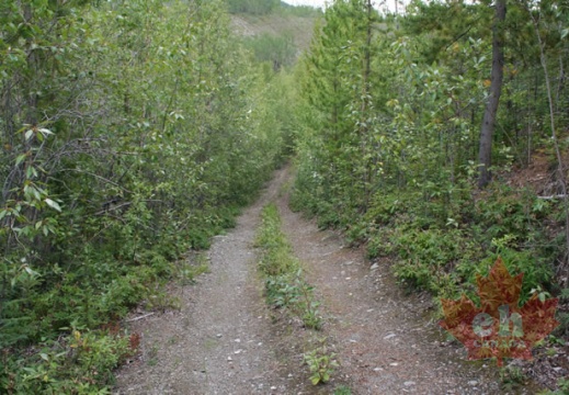 Wolf Trail