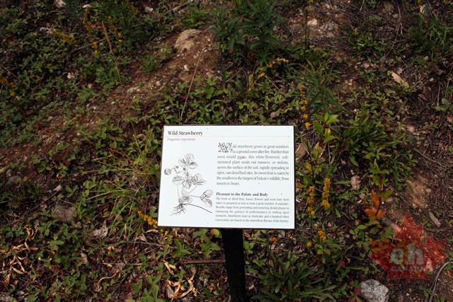 Trail Signs