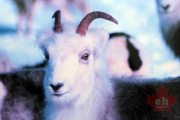 Ewes
