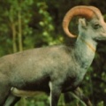 Fannin Sheep