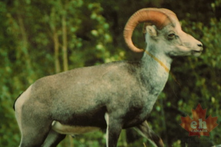 Fannin Sheep
