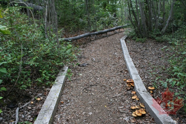 Trail has some obstacles along the way trail 004.jpg