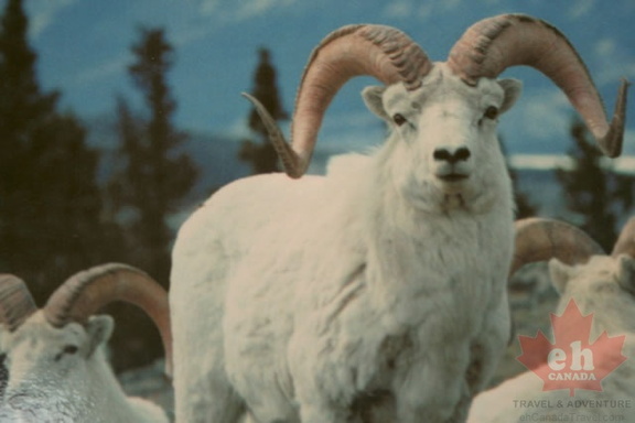 Fannin Sheep