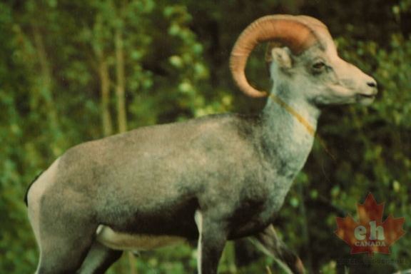 Fannin Sheep