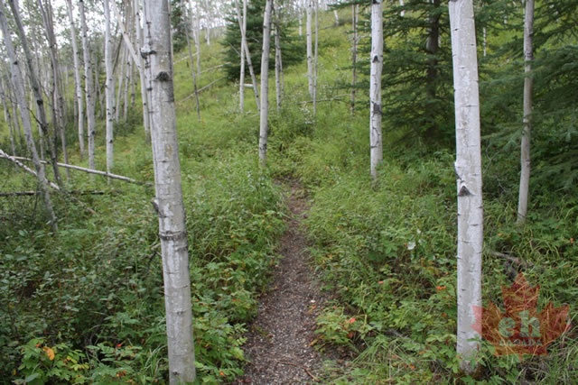 trail 004.jpg