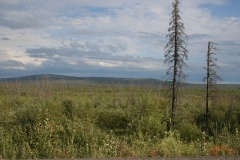 scenery 001.jpg