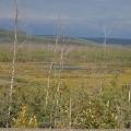 Forests