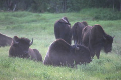 hwy-bison9003.jpg