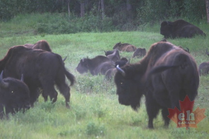 Bison