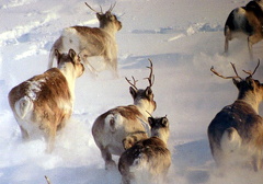 caribou_001.jpg