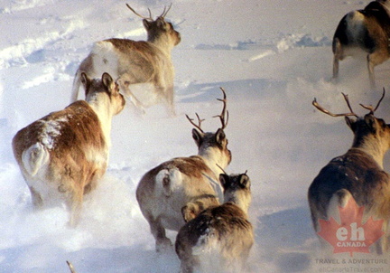 Caribou