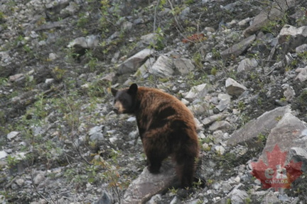 Grizzly Sighting