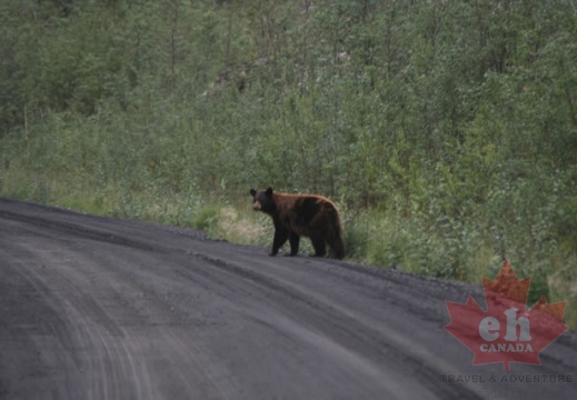 Grizzly Crossing on Dempster Hwy