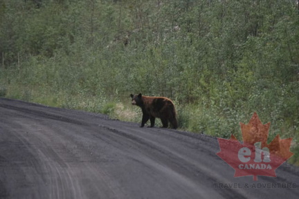 Grizzly Crossing on Dempster Hwy