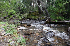 Grizzly Creek