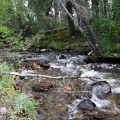 Grizzly Creek
