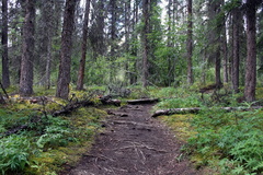 trail.jpg