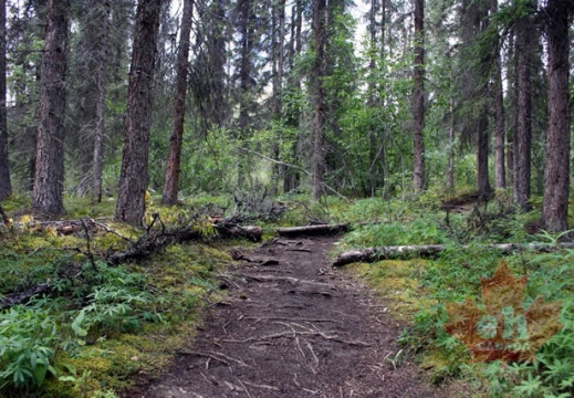 Grizzly Creek Hiking Trail