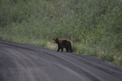 Spotted a Grizzly looking both ways before crossing the road olgivie-river-grizzlies 019.jpg