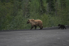 Grizzly Ma and Cub