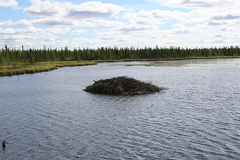 Beaver Dam