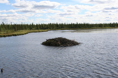 beaver-dam 001.jpg