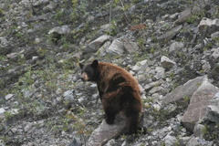 Flipping rocks near Ogilvie River olgivie-river-grizzlies 003.jpg