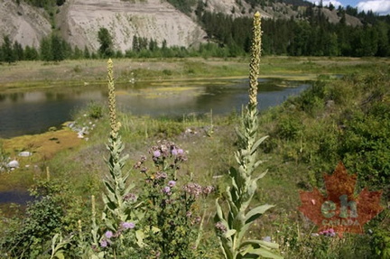wetlands 001