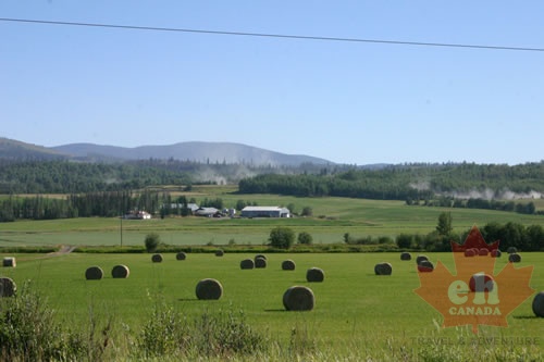 hay fields