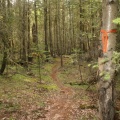 lower mtn trails 005