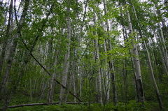 trees.jpg