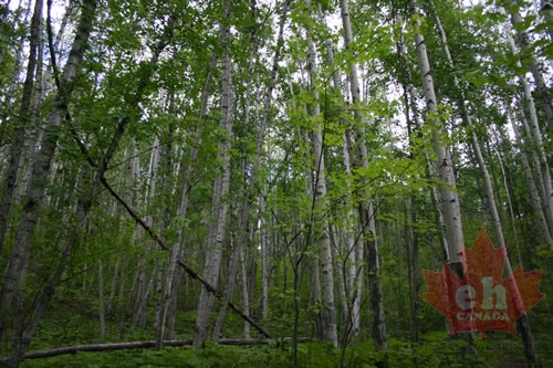 trees