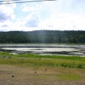 wetlands 002