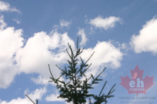 bird (480 visits) bird
