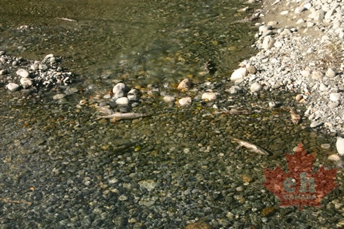 spawning salmon 001 (471 visits) spawning salmon 001