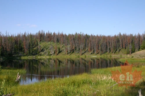 trees 004