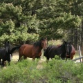 horses 002