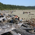 chesterman beach 009
