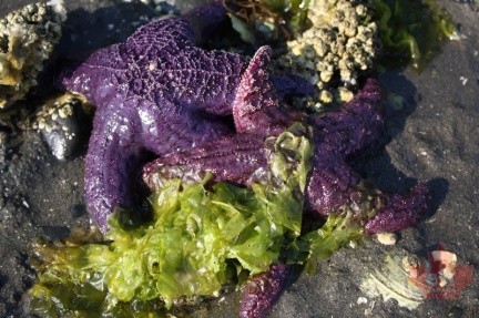 Star Fish
